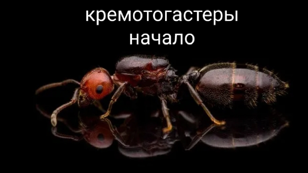 кремотогастеры начало имерии