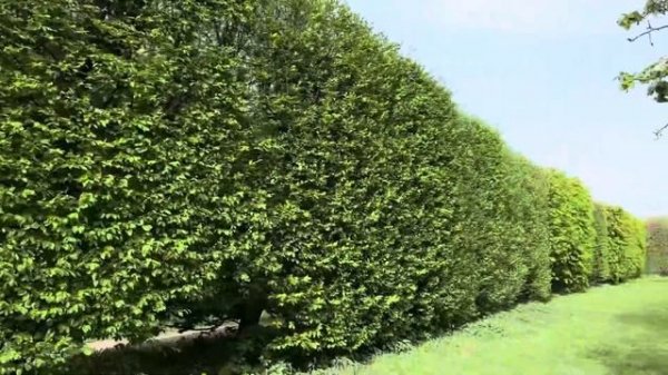 Бржевновский монастырь в Праге. Чехия. Обзор территории. Прогулка по парку.