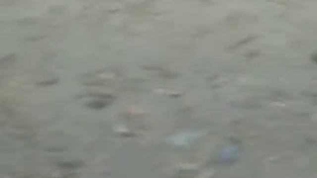 Галки гоняются за крысой (28.03.2019) смотреть онлайн