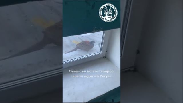 Каждый охотник желает знать, где сидит фазан смотреть онлайн