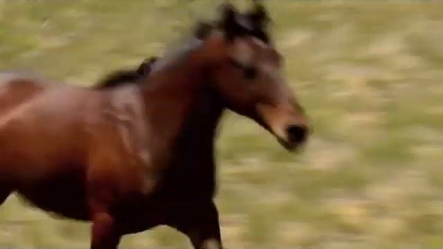 Les Chevaux de Cassandre смотреть онлайн