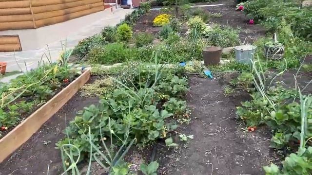 Мебель собрали, полив сделали, камень купили! Ай да молодцы! смотреть онлайн