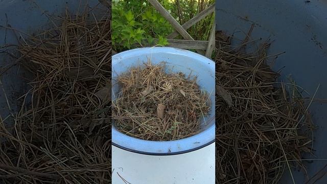 Свиные купаты или сосиски гриль на шишках смотреть онлайн