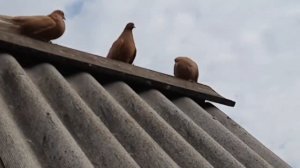 голуби Донбасса Енакиево (1)