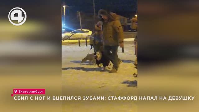Сбил с ног и вцепился зубами: стаффорд напал на девушку смотреть онлайн