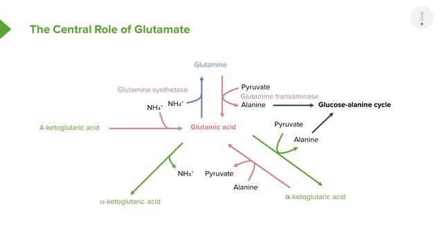 02.02 Glutamate Central Role