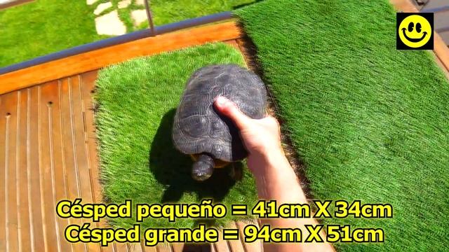 Zona seca para tortugas de agua, requisitos, cuál comprar y cómo hacer esa zona seca para tu tortug смотреть онлайн
