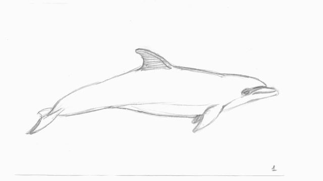 Dolphin Pencil Test смотреть онлайн