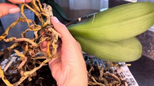 Пересадка Орхидеи !  Все подробно ,чистим корни и определяем в посадку для быстрого роста