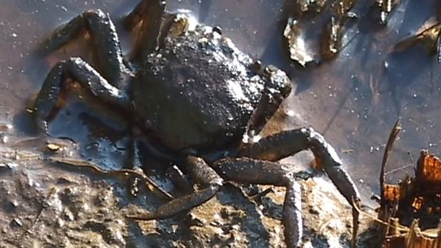 КРАБЫ ПРЕСНОВОДНЫЕ смотреть онлайн