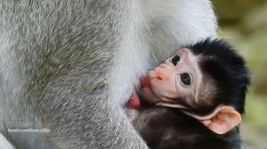 Why Mommy Vomit? Just Giving New Cute Baby Monkey A Birth, Daily Monkeys Man#945
