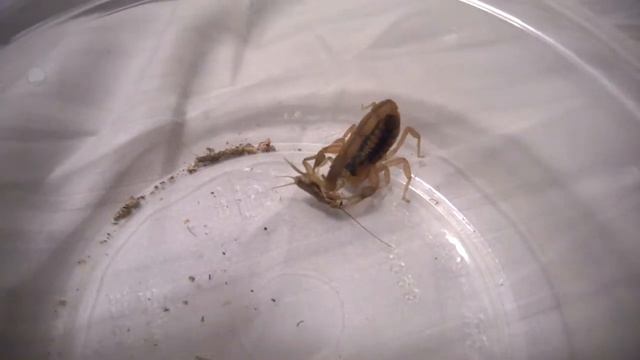 Centruroides vittatus feeding смотреть онлайн