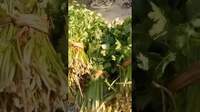 #coriander #viral #shorts смотреть онлайн