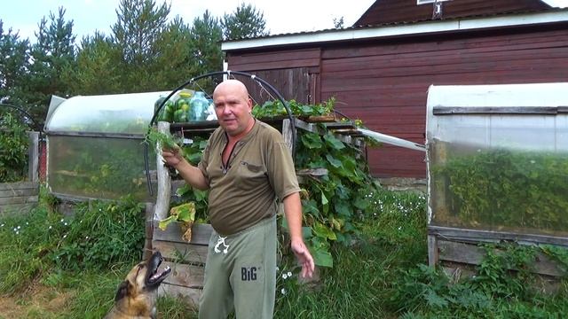 Солим огурцы -рецепт пробабушки,монастырский