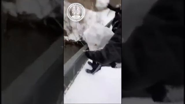 Подростки закидали уток глыбами снега смотреть онлайн