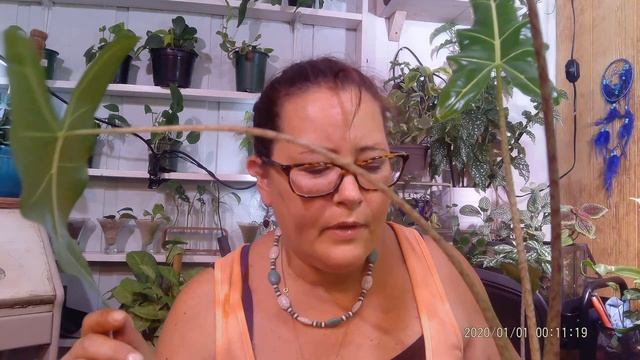 Plant Haul: Check Out My Massive Plant Haul смотреть онлайн