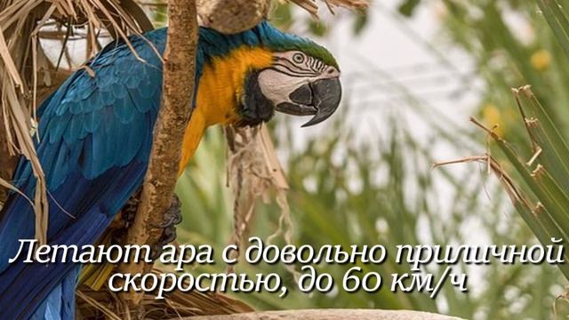 Ара. Интересно знать #ара #попугай #животные #фактыоживотных #птицы #птица #интересное