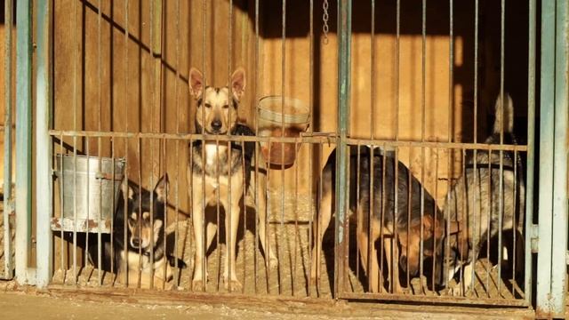 ДО21 Киселёв Специальный Репортаж ХочуДомой смотреть онлайн