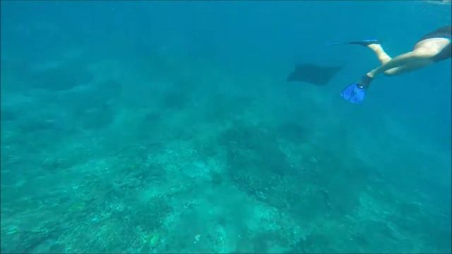Bali Manta Safari snorkeling in Nusa Penida смотреть онлайн