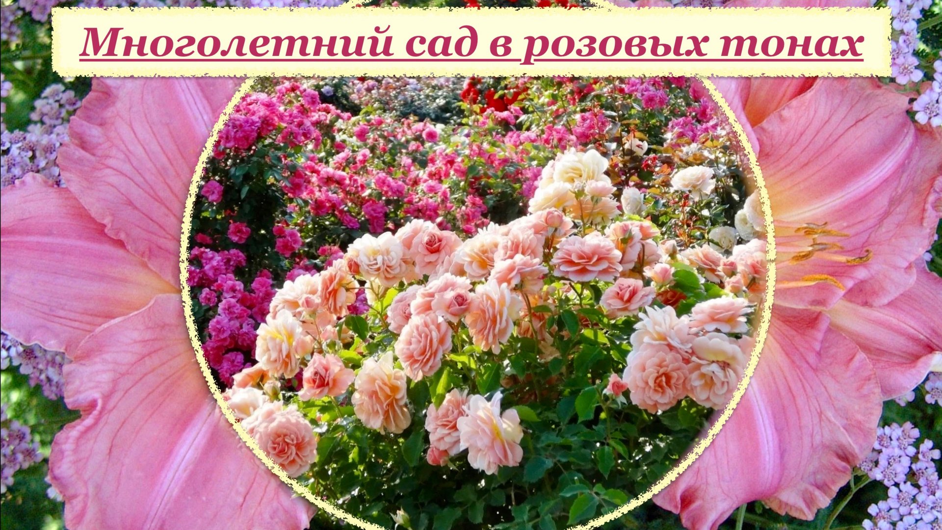 Сад в розовых тонах. Подбор многолетних растений. смотреть онлайн