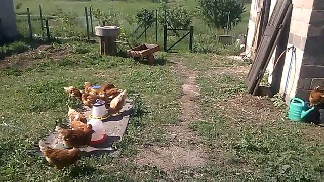 Мои Ломанн Брауны