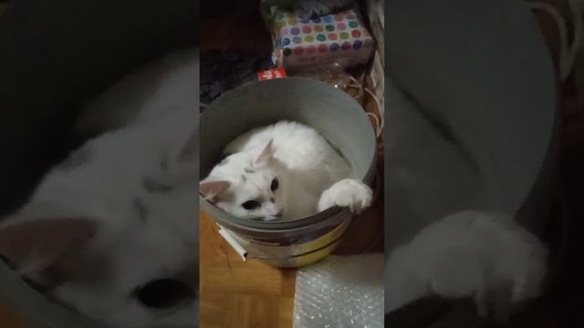 А вы знали что коты это жидкость смотреть онлайн