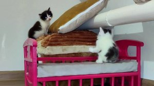 Милые котята хотят играть. Котята больше не хотят сидеть дома.