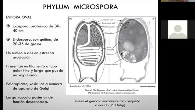 Phyla en otros reinos смотреть онлайн