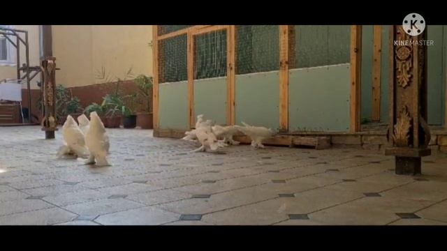 белые андижанцы из подписчика, White Andijan From Subscriber . 22.10.2027