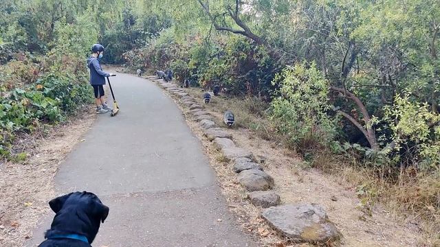 Racoons & Coyotes in S.F. - 1080 30p смотреть онлайн