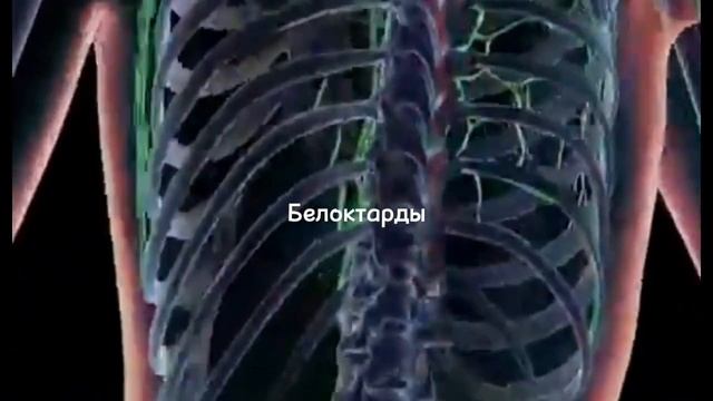 Лимфа жүйесі смотреть онлайн