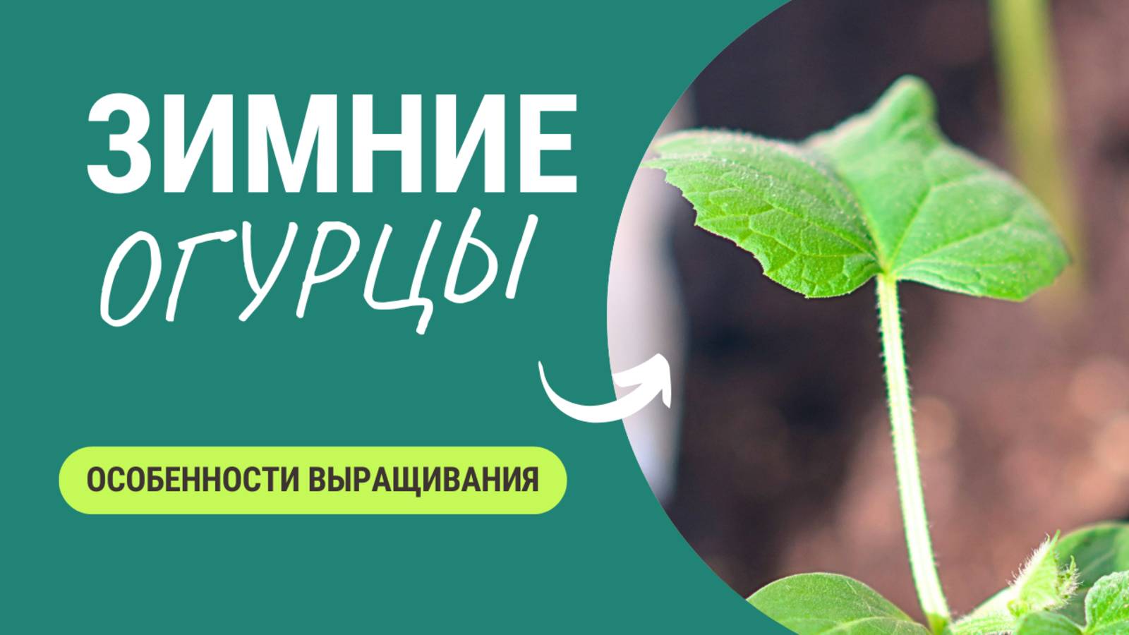 Свежие Огурцы Зимой: Легко или Слишком Сложно? Мой Опыт смотреть онлайн