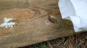 ЧТО БУДЕТ ЕСЛИ ПОСЫПАТЬ СЛИЗНЯКОВ "СОЛЮ САХАРОМ ЛИМОННОЙ КИСЛОТОЙ"