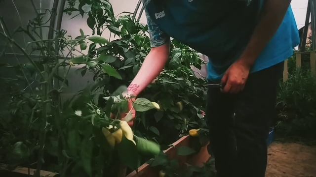 Салат - ,,У-сё Сам" . Азиатский салат который готовился 6 месяцев. Шедевр с🌶️ от Жили не тужили 😉! смотреть онлайн