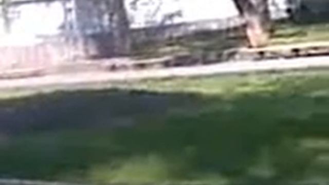 Сенсация! Ворона кричит человечьим голосом! Кар кар,не смотреть онлайн