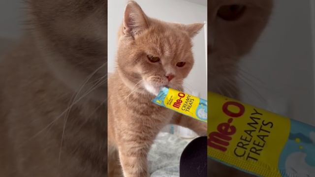 Kedilerde ödül maması sonrası yaşanan mutluluk 🐈 смотреть онлайн