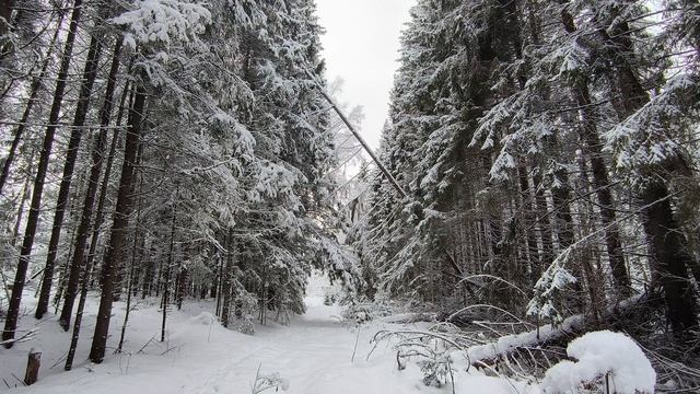 Заснеженный лес. ч.3. Январь 2025 смотреть онлайн
