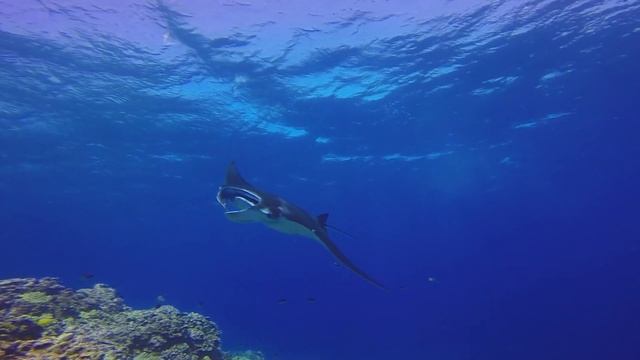 Asva - Birds || Manta Rays @ Hawaii 1080p смотреть онлайн