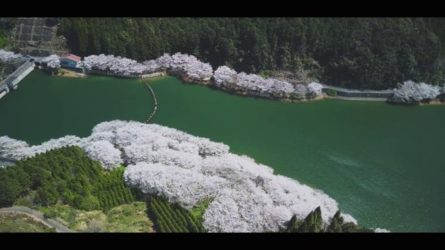 Mavic Air 2でVlog制作の挑戦！満開の桜 佐賀県武雄市庭木ダム
