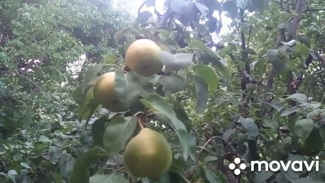 Умри мо мераваду.Исфара смотреть онлайн