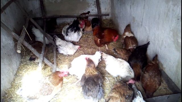 ВИРОЩУВАННЯ ПТИЦІ. Легко ремонтировала. КУРЯТНИК КУРЫ. Кури в інший курник жити. Балакучі кури. смотреть онлайн