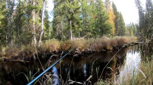 Хариус на микроджиг по большой воде.