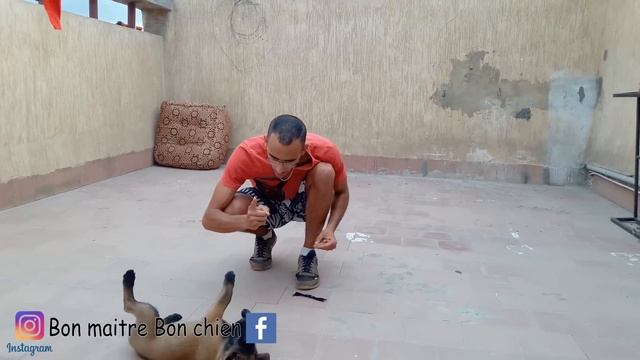 Mon chien me mord 😡😭 لماذا كلبي يعضني؟ смотреть онлайн