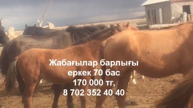 70 БАС ЖАБАҒЫ🐎 ЖӘНЕ 45 БАС БҰҚА🐂 ТЕК ОПТОМ САТЫЛАДЫ.2-3 БАС САТЫЛМАЙДЫ. ПАВЛОДАРДА🛣8 702 352 40 40📲 смотреть онлайн