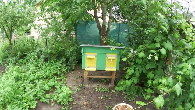 Розповідаю про свою міні-пасіку. Бджола вигнала з пасіки. смотреть онлайн
