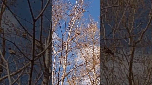 Свиристели радуются весне. В Барнаул пришла весна с Дорой Люкс #весна #Барнаул #доралюкс #doralux смотреть онлайн