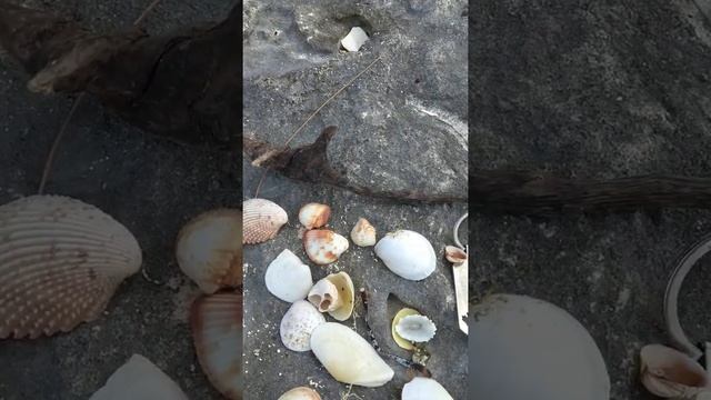 sea shells смотреть онлайн