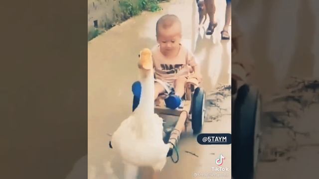 Гусь ребёнок смотреть онлайн