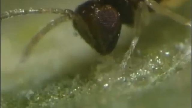 Encarsia formosa - Beyazsinek Biyolojik Mücade смотреть онлайн