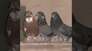 Николаевские серпастые голуби.